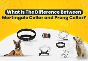 What Is The Difference Between Martingale Collar and Prong Collar?