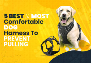 5 Best & Most Comfortable Dog Harness To Prevent Pulling