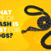 What Type Of leash Is Best For Dogs?